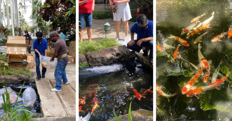 New Koi for Pond at Kahala Beach Association