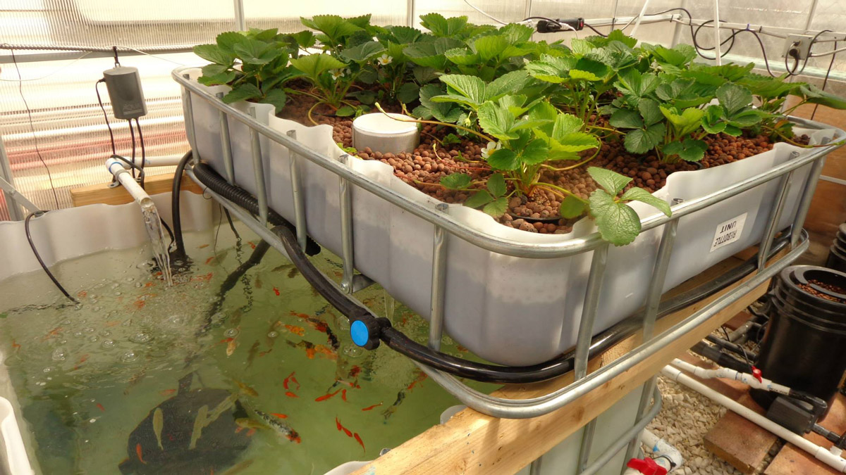 Small aquaponics setup