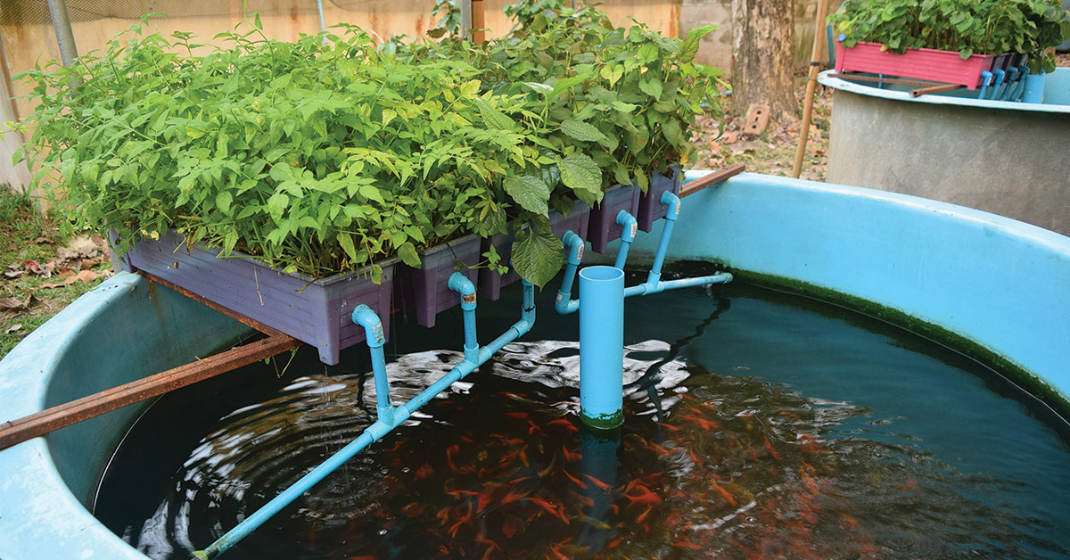 Aquaponic fish farming