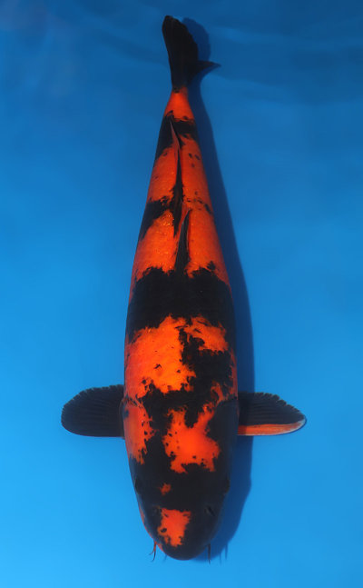 Hi Utsuri Koi for Sale - Kodama Koi Farm