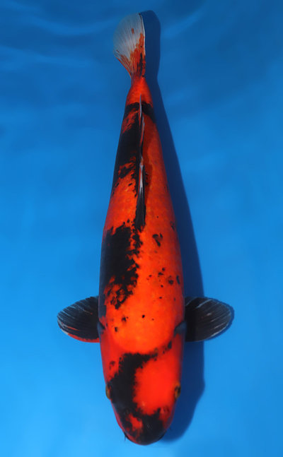 Hi Utsuri Koi for Sale - Kodama Koi Farm