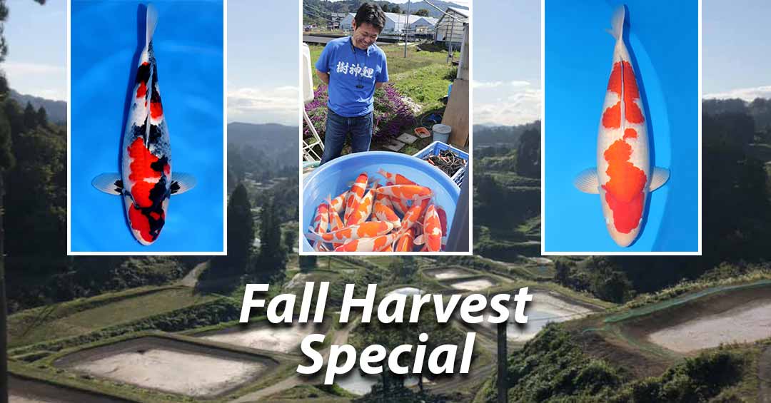Fall-Harvest-2020