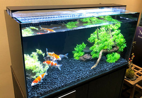 indoor koi fish tank Indoor koi tanks koiphen forums