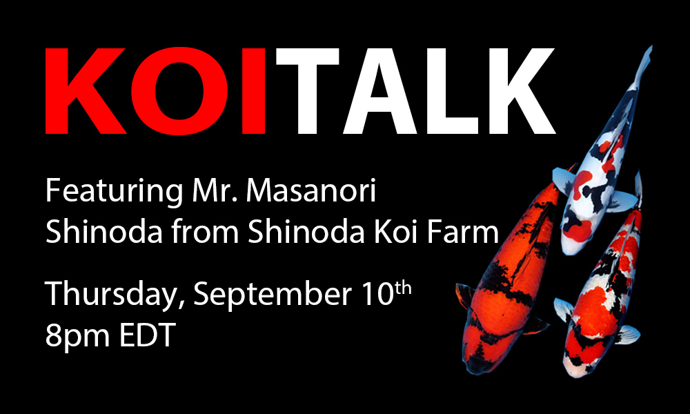 KOI TALK RECAP: Shinoda Koi Farm – History, Challenges, and Grand Champion Bloodline