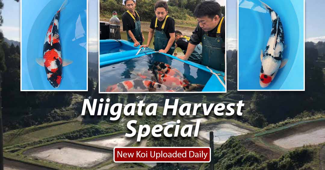 Niigate-Harvest-2020-Daily