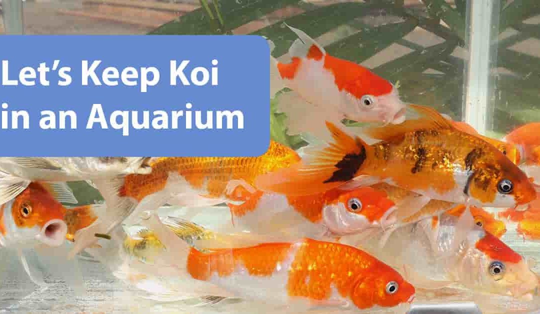 Let’s Keep Koi in an Aquarium