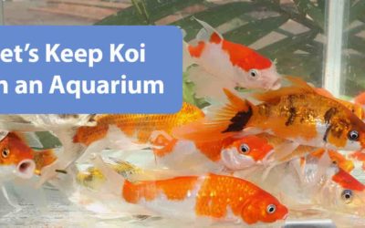 kodama koi supply