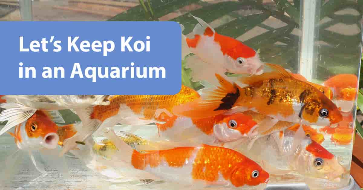 Can Koi Fish Be Kept In An Aquarium?