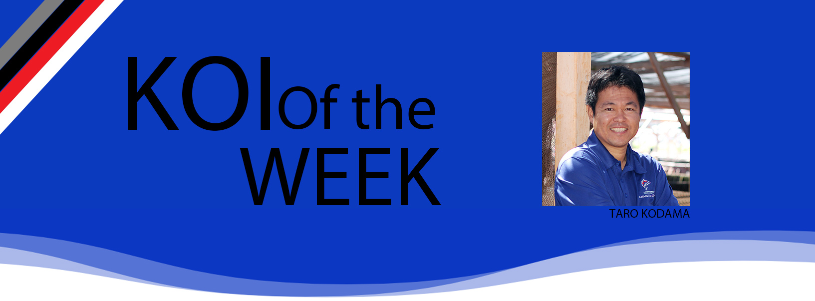koi of the week 090420-1