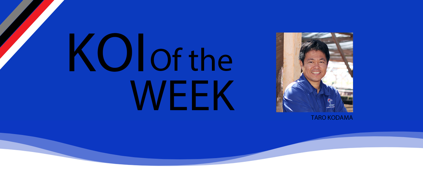 koi of the week 090420-2