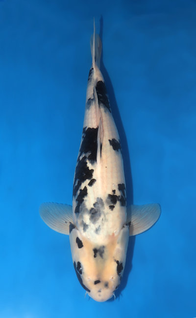 Shiro Utsuri Koi For Sale - Kodama Koi Farm