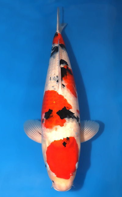 Taisho Sanke Archives Kodama Koi Farm