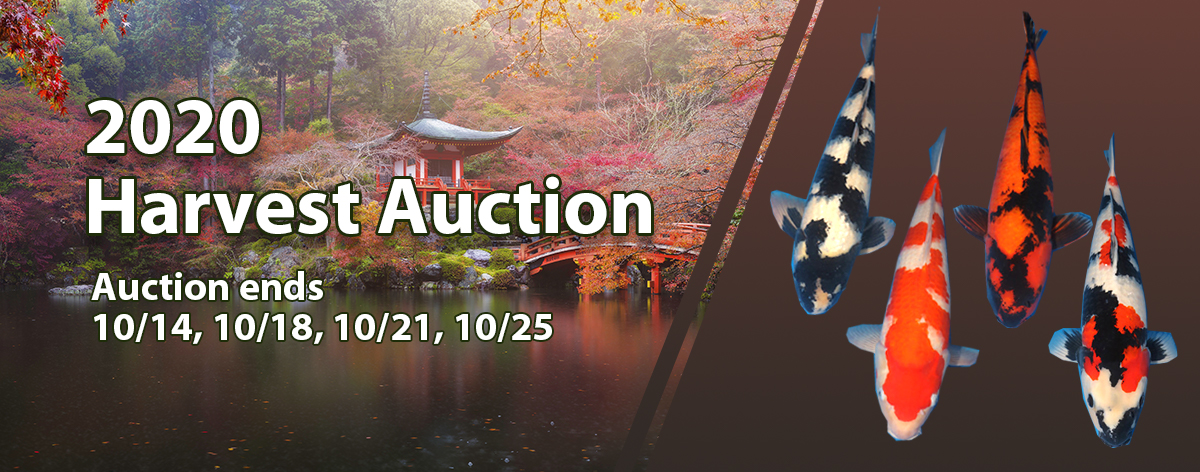 2020-Harvest Auction-1200-472-3