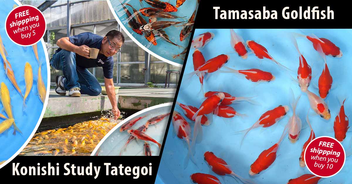 Konishi-study-tategoi-and-tamasaba-banner