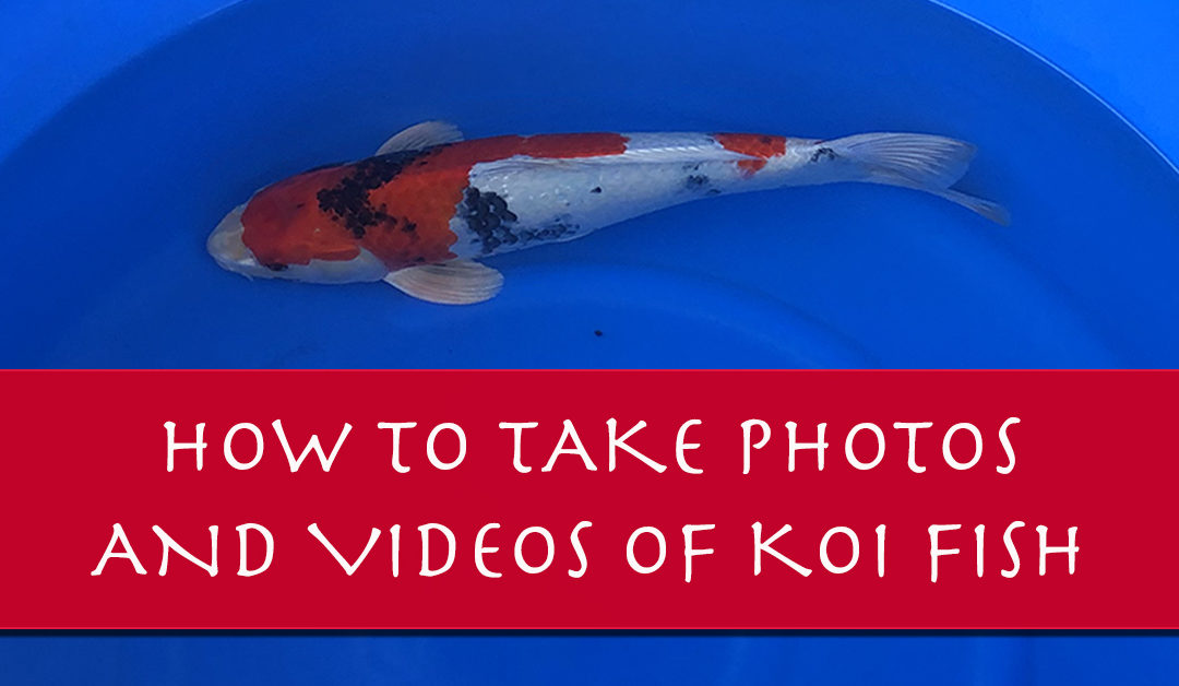 How to Take Photos of Your Koi Like a Pro (Videos Too!)