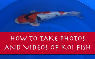 How to Take Photos of Your Koi Like a Pro (Videos Too!)