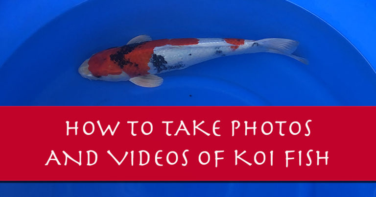 How to Take Photos of Your Koi Like a Pro (Videos Too!)