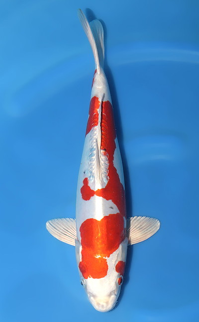 Heisei Nishiki Archives Kodama Koi Farm