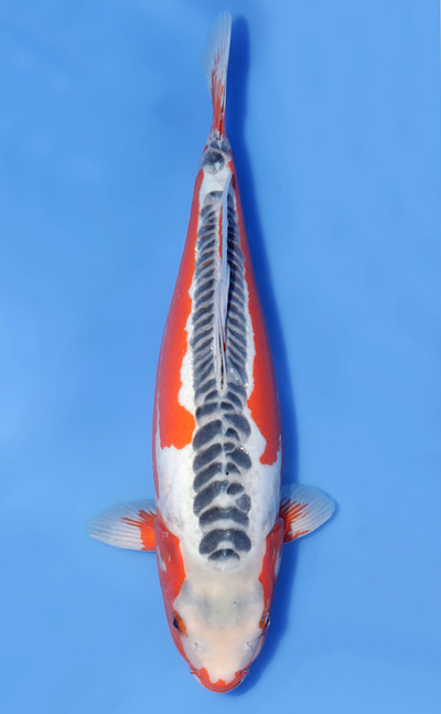 t1023n002