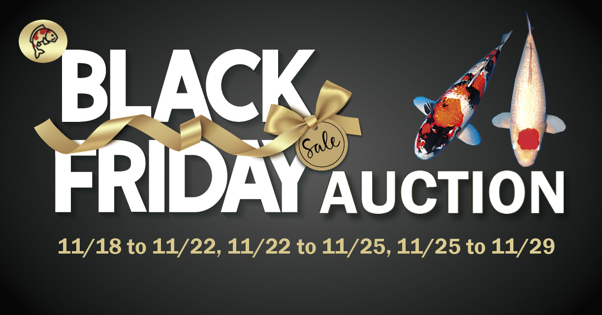 Blck Friday Auction-2020-FB02
