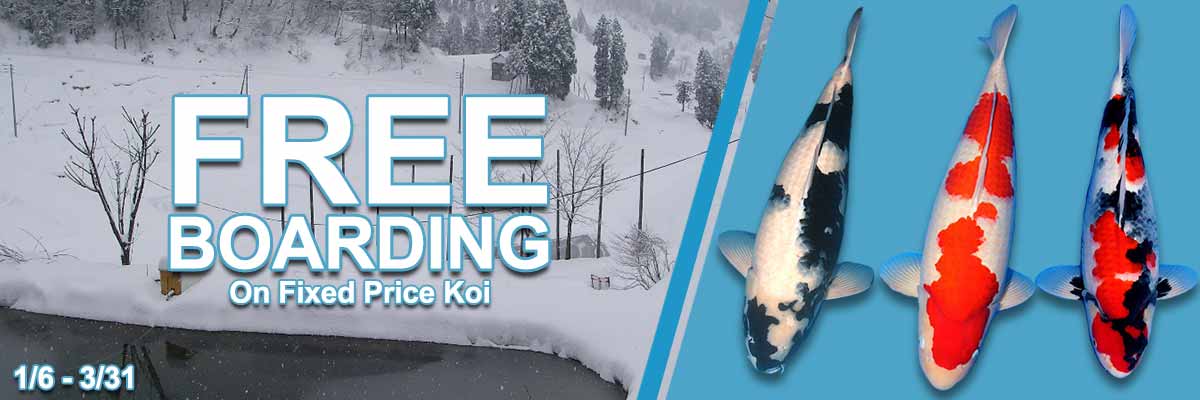 Free-Boarding-1200x400