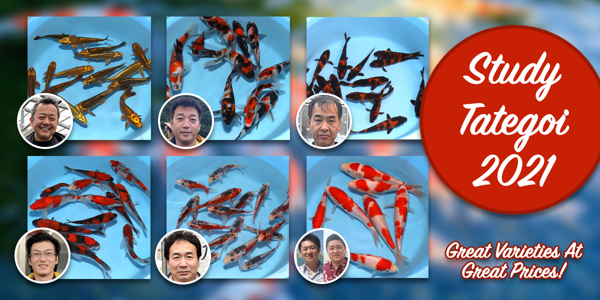 Study Tategoi Banner 2021 New
