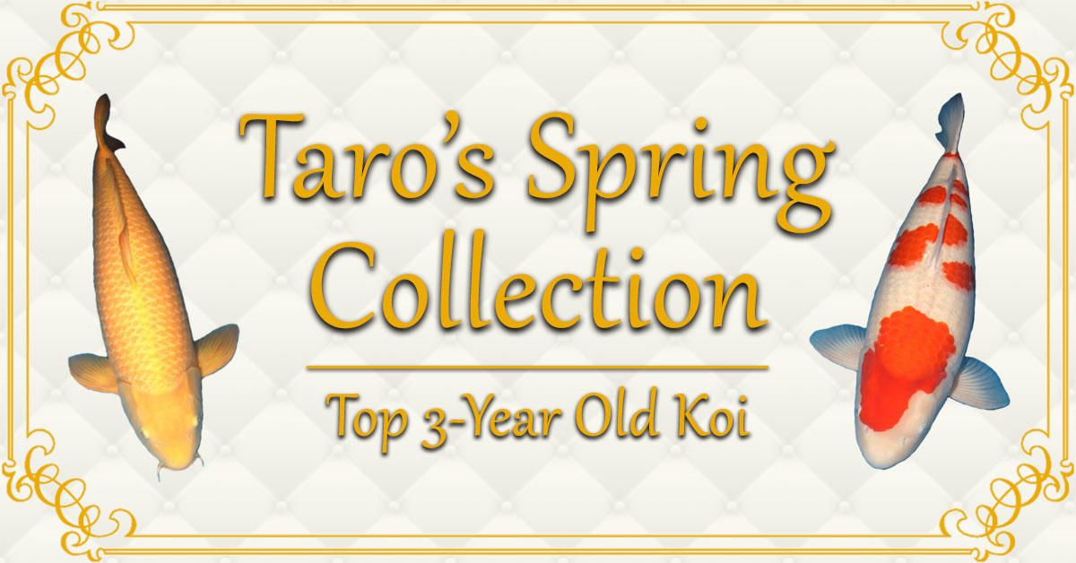 Taro's-Spring-Collection