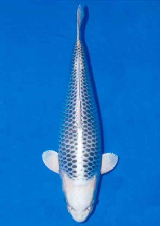 The-35th-All-Japan-Young-Koi-Show