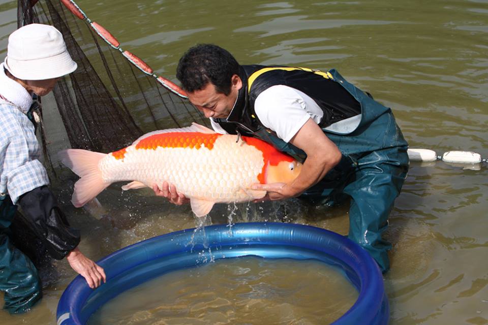 Jumbo Koi - View Large Koi For Sale - Highest Quality & Healthy Koi Online