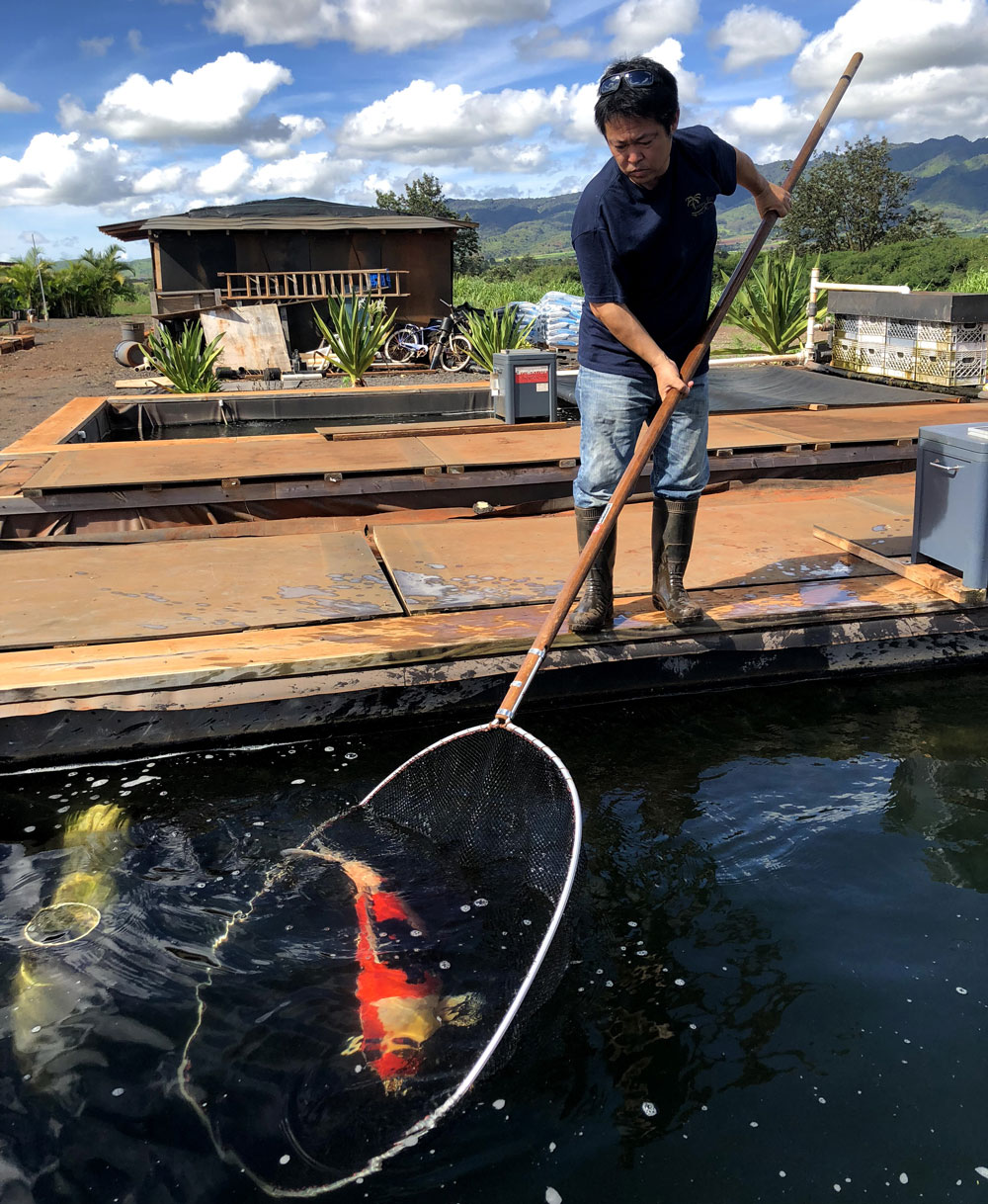 Jumbo Koi - View Large Koi For Sale - Highest Quality & Healthy Koi Online