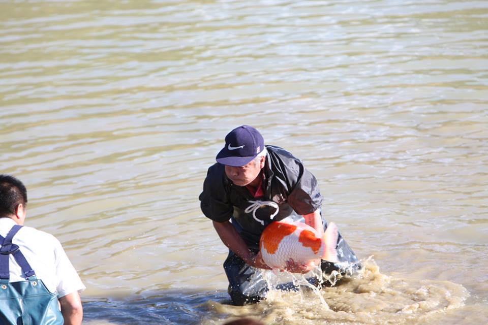 jumbo koi