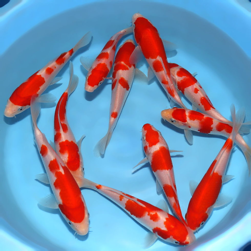 Kodama Koi Farm Beautiful Japanese Koi Fish For Sale & Auction