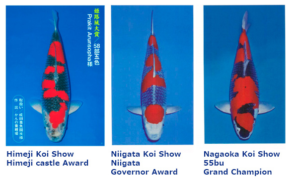 kannno-awards-Koi