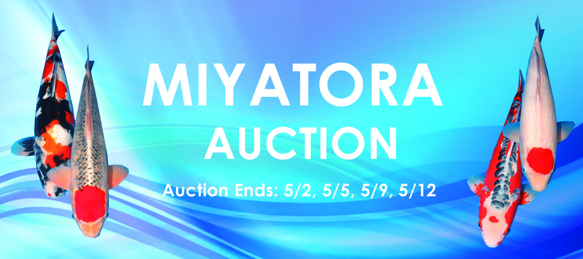 miyatota-auction-sp