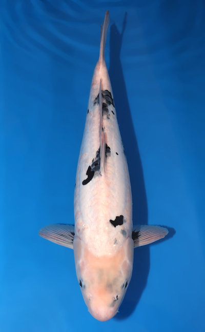 Utsurimono - Koi For Sale - Kodama Koi Farm