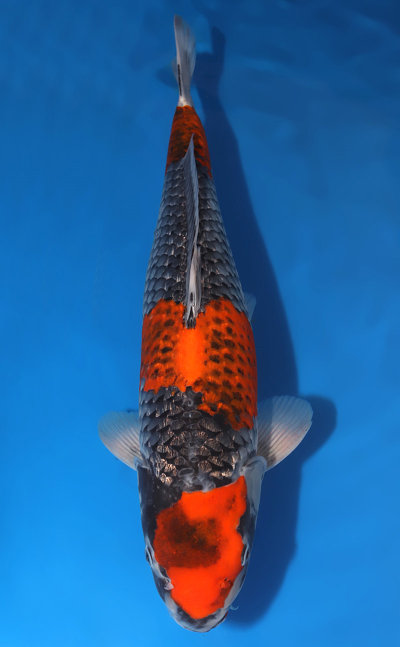 Ginrin - Koi for Sale and History - Kodama Koi Farm