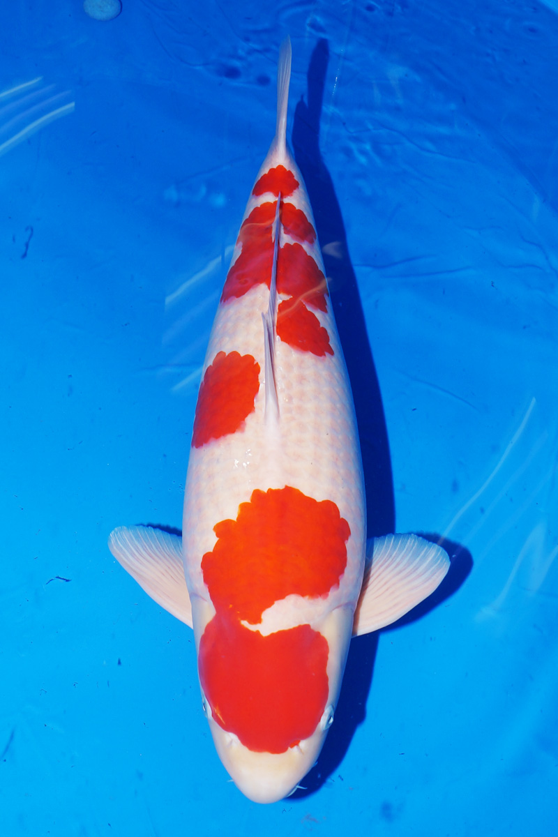 kokugyo70_male-44all japan koi show