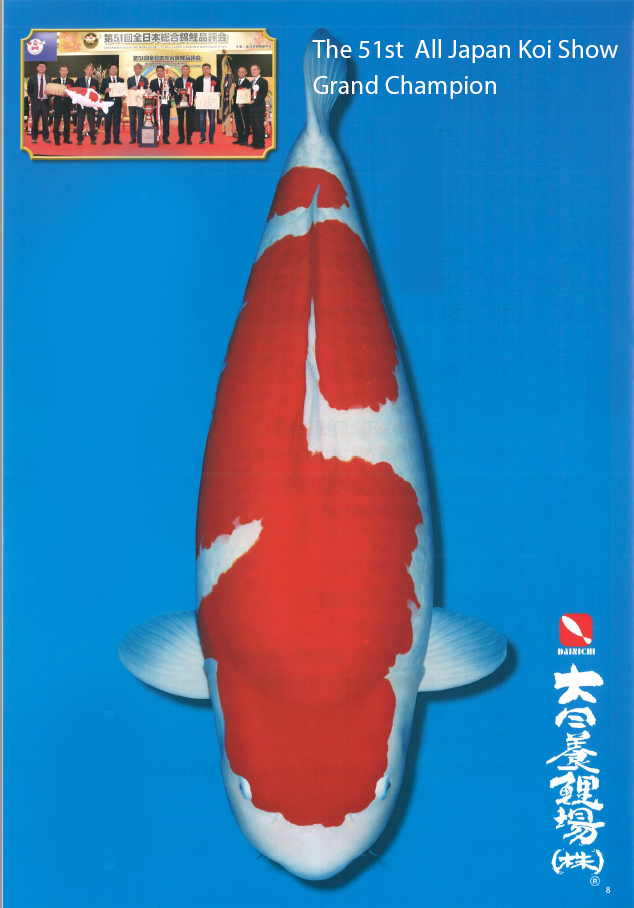 51 All Japan Koi Show champion