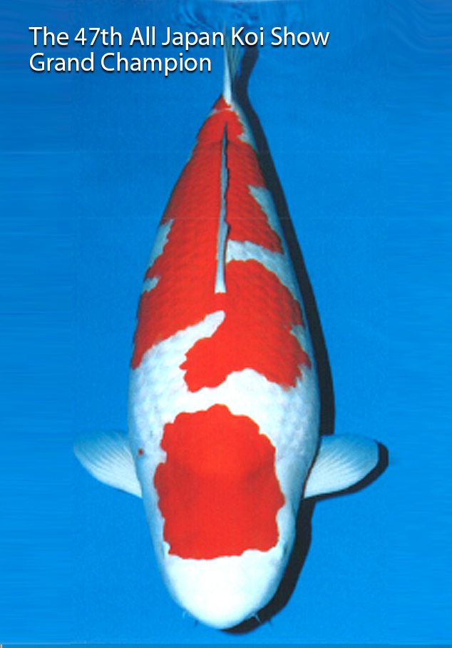 The 47th All Japan Koi show