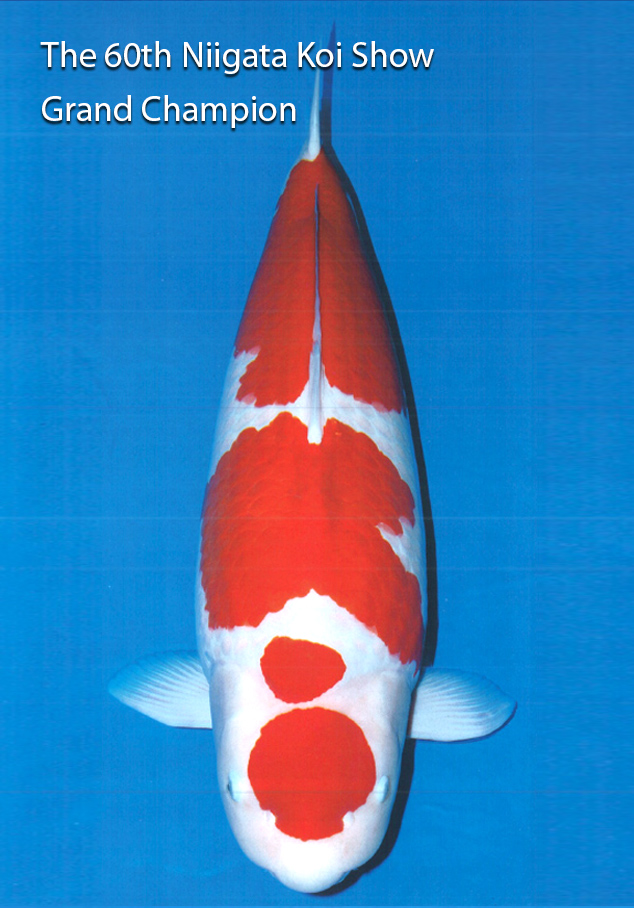 the 60th niigata koi show