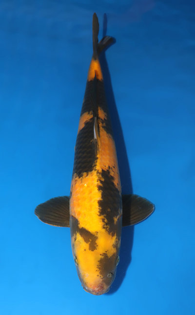 Ki Utsuri - Koi For Sale - Kodama Koi Farm