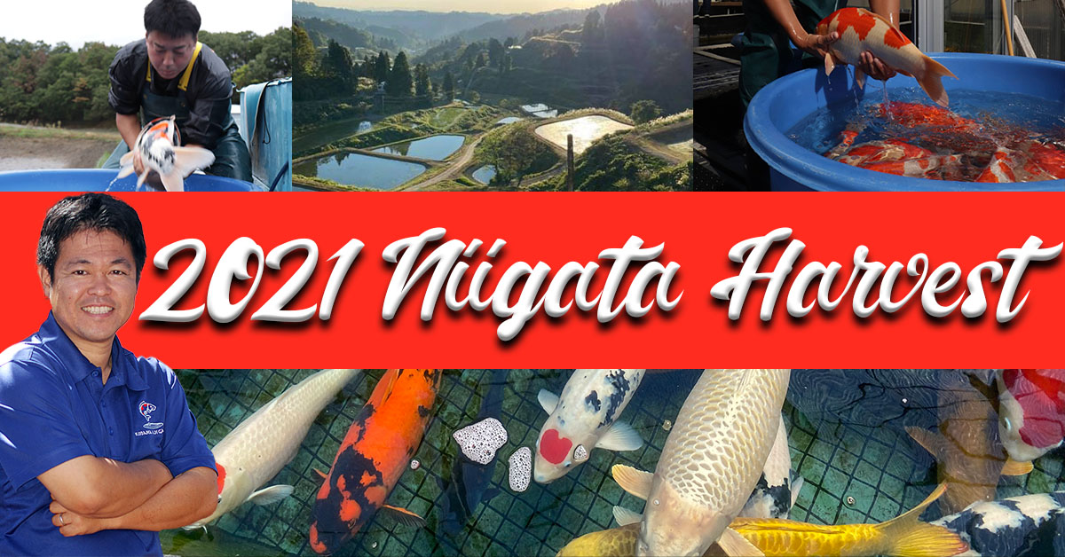 Niigata Harvest 2