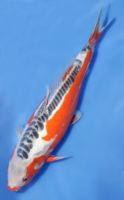 t1023n002b