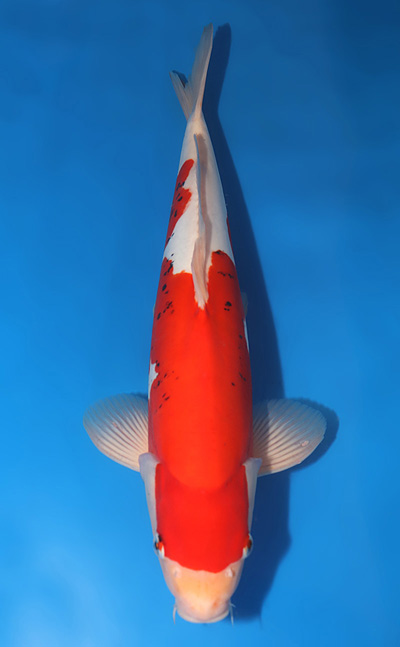 t0901s015