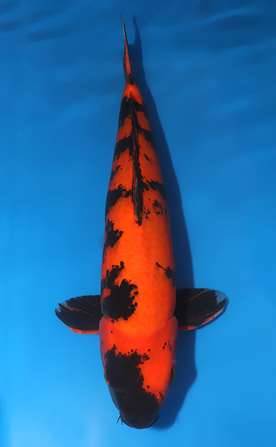 t0901s017