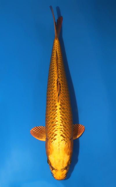 t0903s023