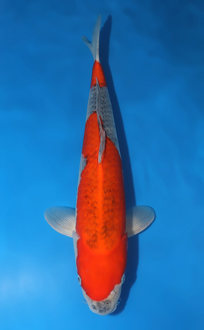 t0903s045