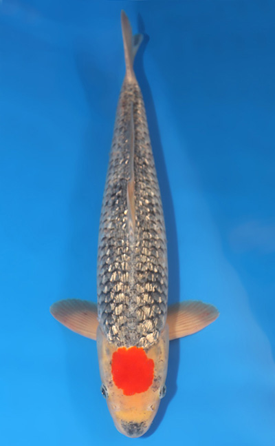t0929n009-s1016n010