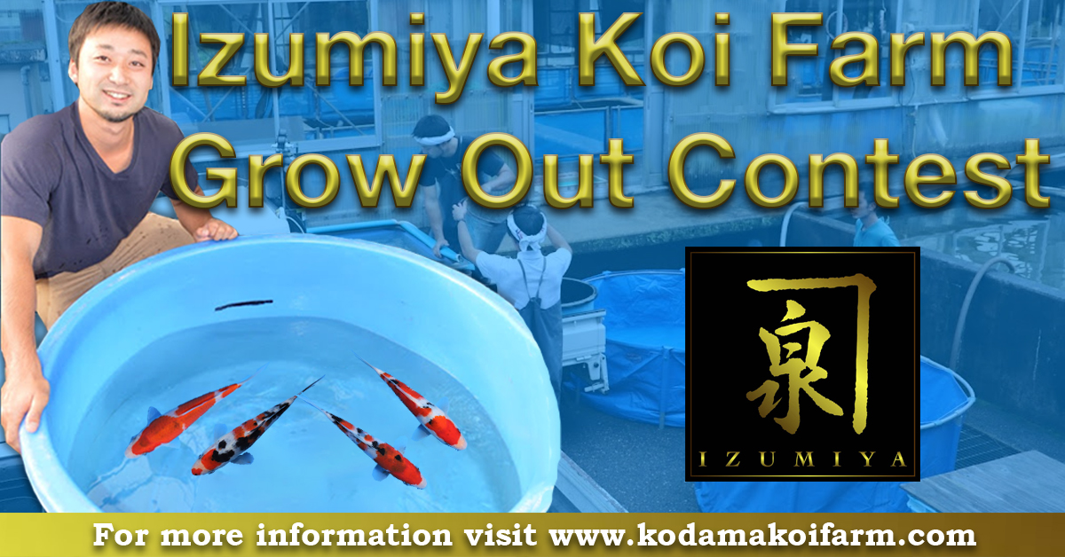 Izumiya Koi Farm Grow Out Contest W_Logo