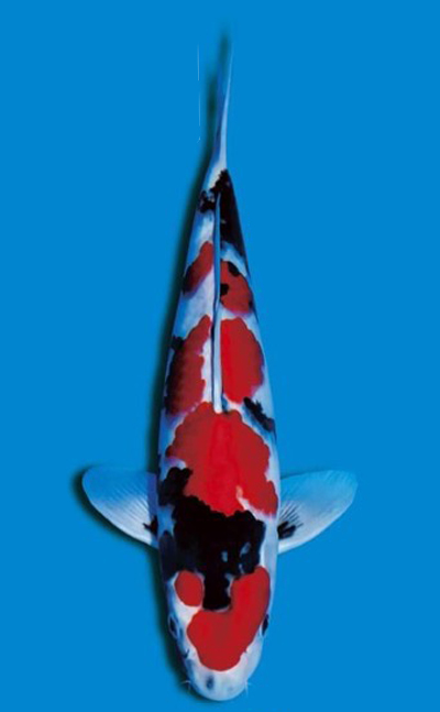 35bu Miyabi Award